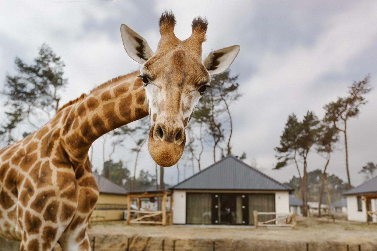 Safari Resort Beekse Bergen Hilvarenbeek Eksteriør billede